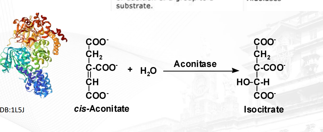 <p>Enzyme that either breaks down or recombines stuff into the substrate without the presence of water (non-hydrolytic)</p><p>ex: Synthase, Aldolase a six-carbon sugar is split into two three-carbon molecules), Decarboxylase (removal of carboxyl group)</p>