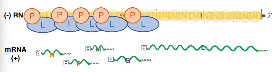 <p>P co-factor for viral RNA polymerase (L)</p><ul><li><p>P binds N-RNA &amp; L (links them together)</p></li><li><p>start-stop mechanism each gene is transcribed separately</p></li><li><p>caused by signals between genes</p></li><li><p>L protein generates cap &amp; poly-A tail</p></li></ul><p></p>