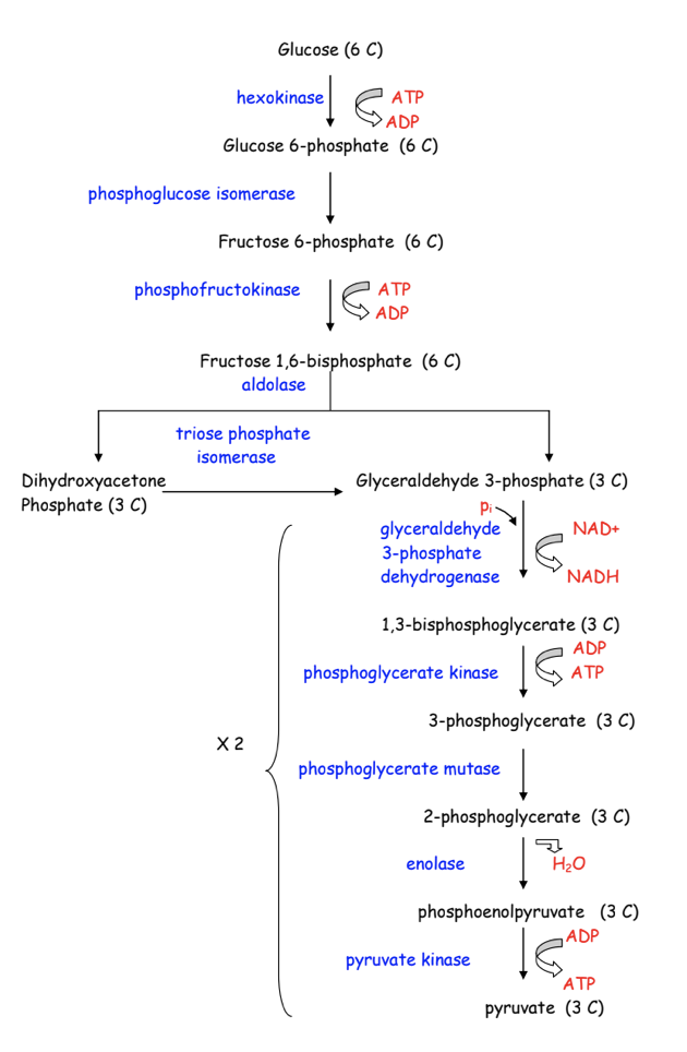 Glycolysis Steps