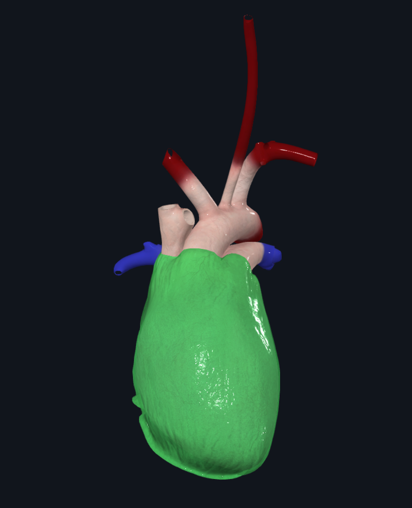 <p>Protective outer layer of heart </p>