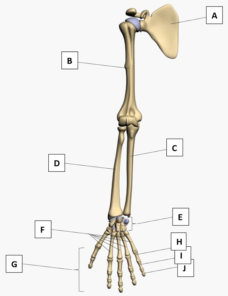 <p><span>Structure A</span></p>