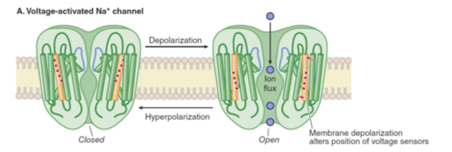 <p>for the detection of changes in transmembrane potential that trigger the opening or closing of the channel</p>