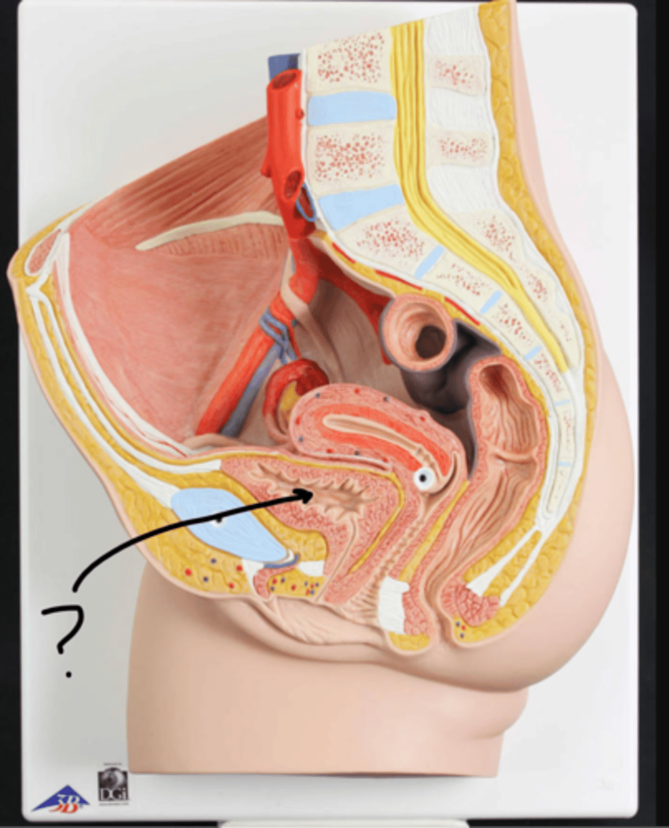 <p>Name this organ</p>