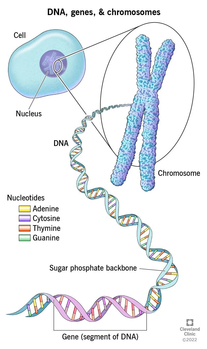 <p>small segments of DNA</p>