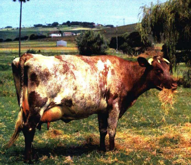 <p>This breed has 3,800 L with 3.6% butterfat milk yield and high resistance to sunburns</p>