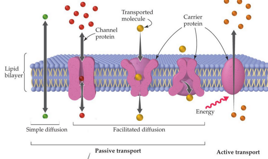 <p>What is the active transport mechanism using carrier protein pumps </p>