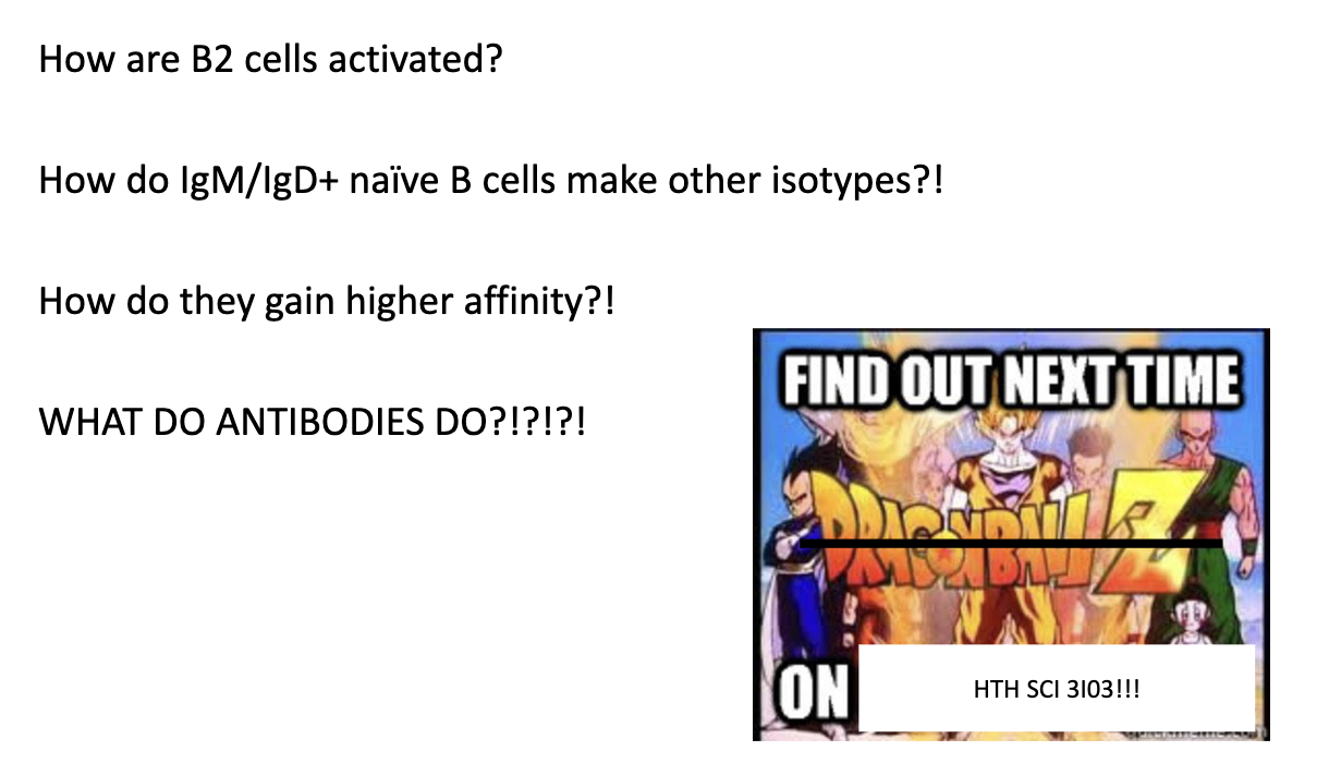 <ul><li><p>How B2 cells become <strong>fully activated</strong></p></li><li><p>How they perform <strong>class switching</strong> to new isotypes</p></li><li><p>How <strong>affinity maturation</strong> improves antibody quality</p></li><li><p>What antibodies <strong>do</strong> to protect against infection</p></li><li><p>Continuation of B-cell biology in later lectures</p></li></ul><p></p>