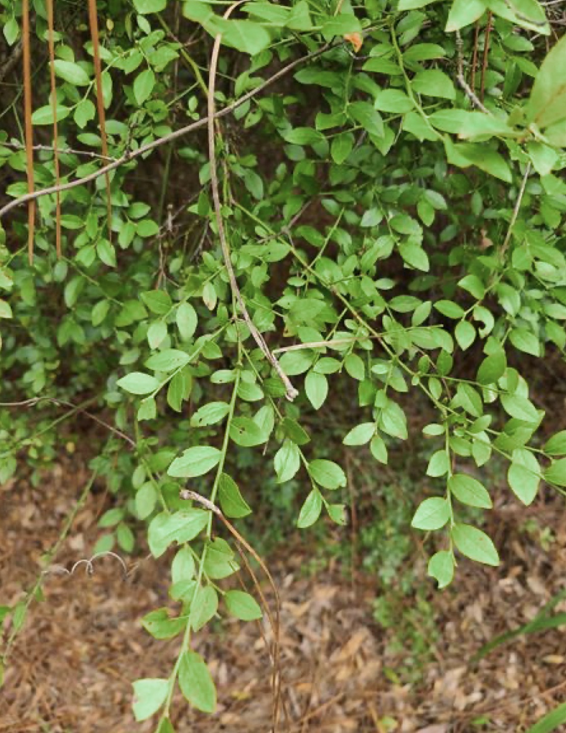 <p>Elliott’s blueberry</p>