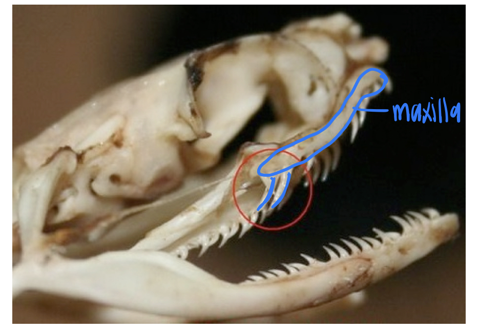 “rear fanged” meaning enlarged, grooved fangs on posterior portion of maxilla

\
characteristic of colubrids and most lamprophiids
