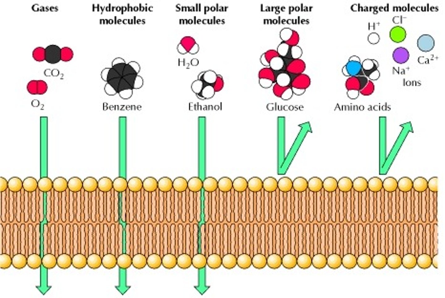 <p>(1) Gases - Yes, quickly.</p><p>(2) Small, Polar Compounds - Yes, slowly.</p><p>(3) Large, Non-polar Compounds - Yes, slowly.</p><p>(4) Large, Polar Compounds - No.</p><p>(5) Charged Compounds - No.</p>