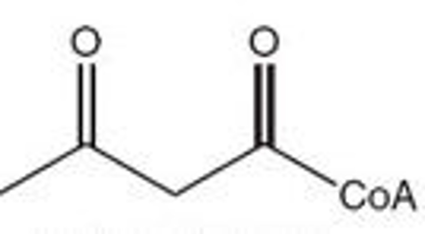 <p>Acetoacetyl-CoA</p>