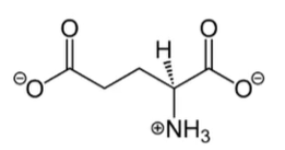 <p>- most abundant excitatory aa NT in CNS</p><p>- key compound in cellular metabolism</p>
