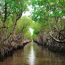 <p>What are mangroves?</p>