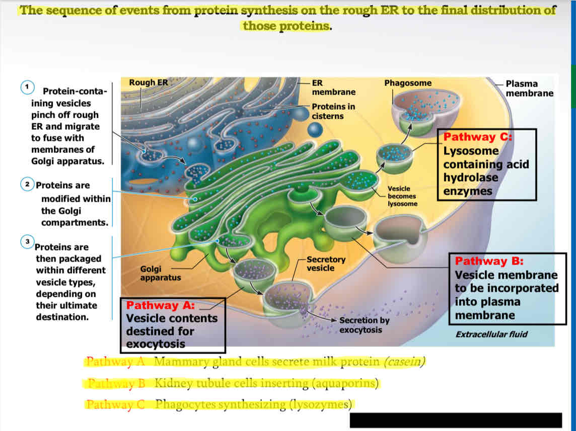 <ol><li><p>Protein-containing vesicles pinch off rough ER and migrate to fuse with membrane of Golgi apparatus </p></li></ol><p></p><ol start="2"><li><p>Proteins are modified within the Golgi compartments </p></li></ol><p></p><ol start="3"><li><p>Proteins are then packaged within different vesicles types, depending on their ultimate destination. </p></li></ol>