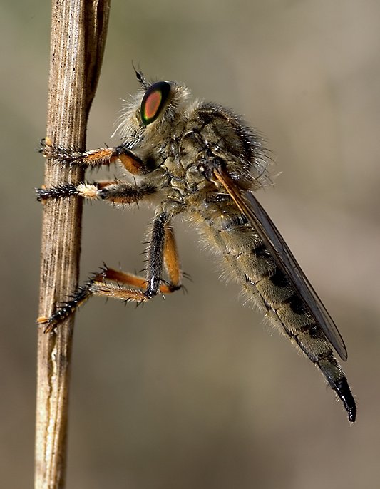 <p>Family: Asilidae (Robberflies)</p><p></p><p>Sharp probobscis</p><p>Long legs</p><p>Possess a beard</p>