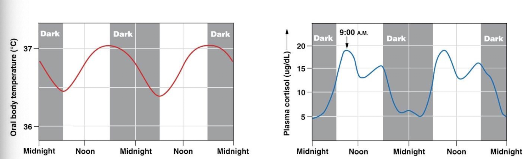 <ul><li><p>set points for different individuals can vary</p></li><li><p>setpoints for an individual can change</p><ul><li><p>increased Tb setpoint during exercise, fever, ovulation</p></li><li><p>decreased Tb setpoint during sleep and hibernation</p></li><li><p>circadian rhythms are due to changing setpoints</p></li></ul></li></ul><p></p>