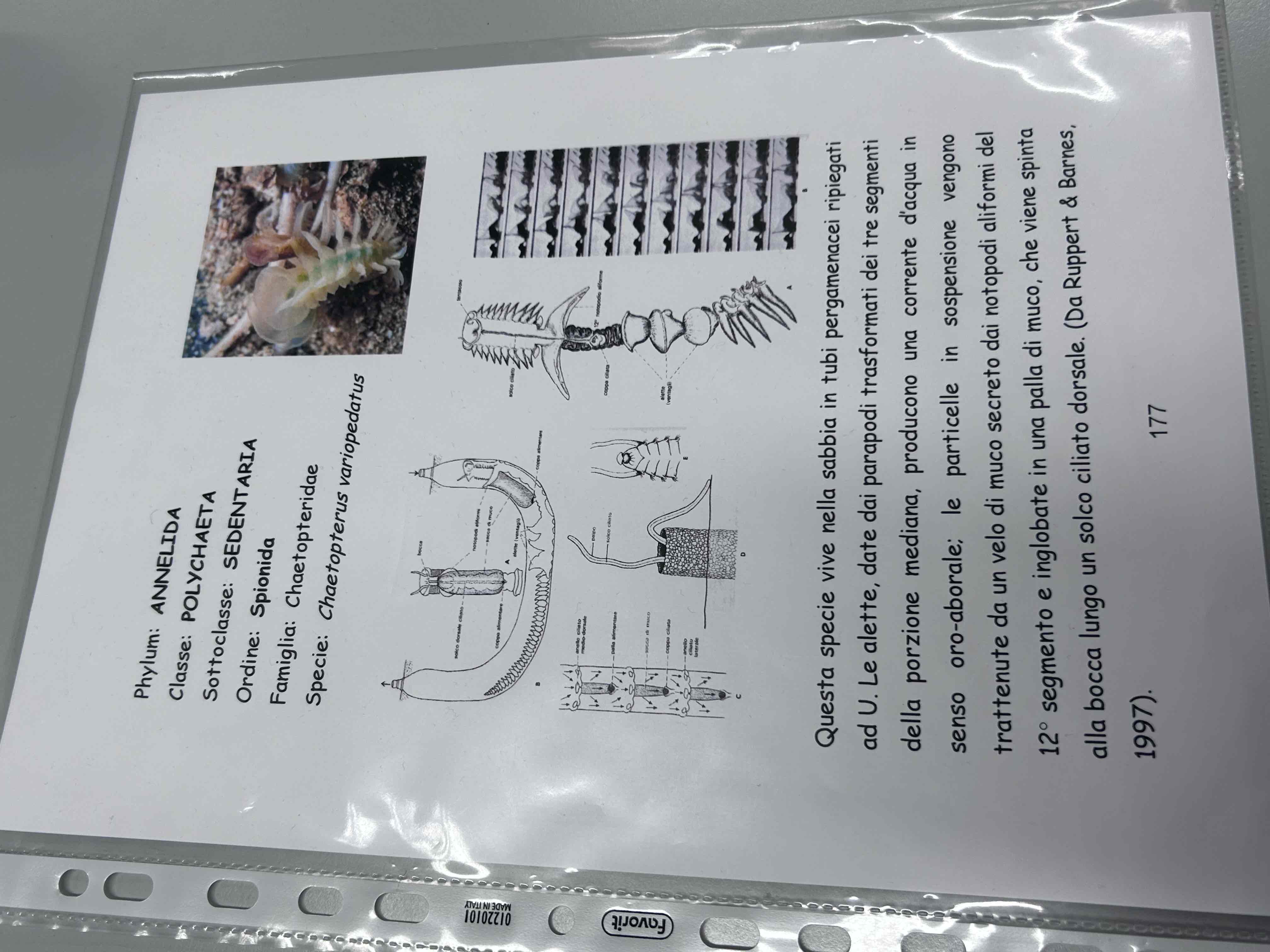 <p>Anellidi</p><p>Policheti sedentari</p><p>Chaetopterus variopedatus</p>
