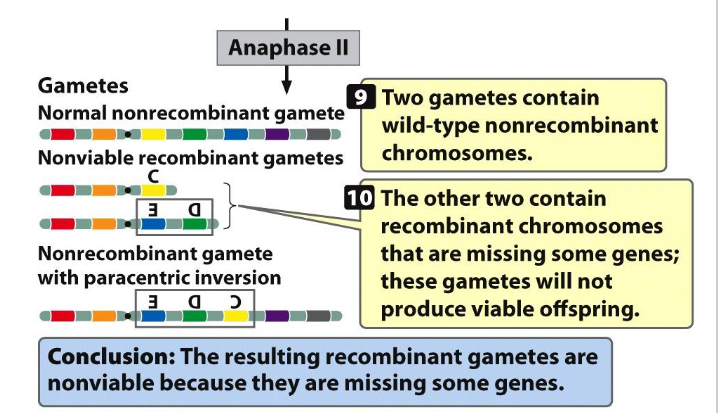 <p>- need to be able to tell the 4 different gametes that can be formed if you're a heterozygous with a paracentric inversion</p><p>- 50% of gametes will be non-viable: you'll have that acentric chromosome that's lost and that dicentric chromosome thats broken in two, it does not have a telomere on one of the ends. they will not produce a viable gamete, a viable cell</p><p>- you'll have one gamete that has a normal wild type non-recombinant chromosome</p><p>- and you'll have one that is non-recombinant that has the paracentric inversion</p>