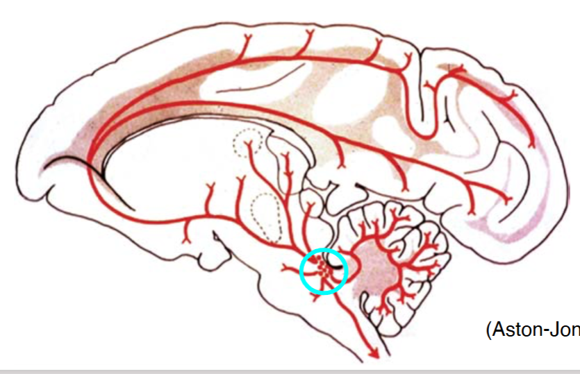 <p><span>Neurochemistry, Locus Coeruleus (LC)</span></p>