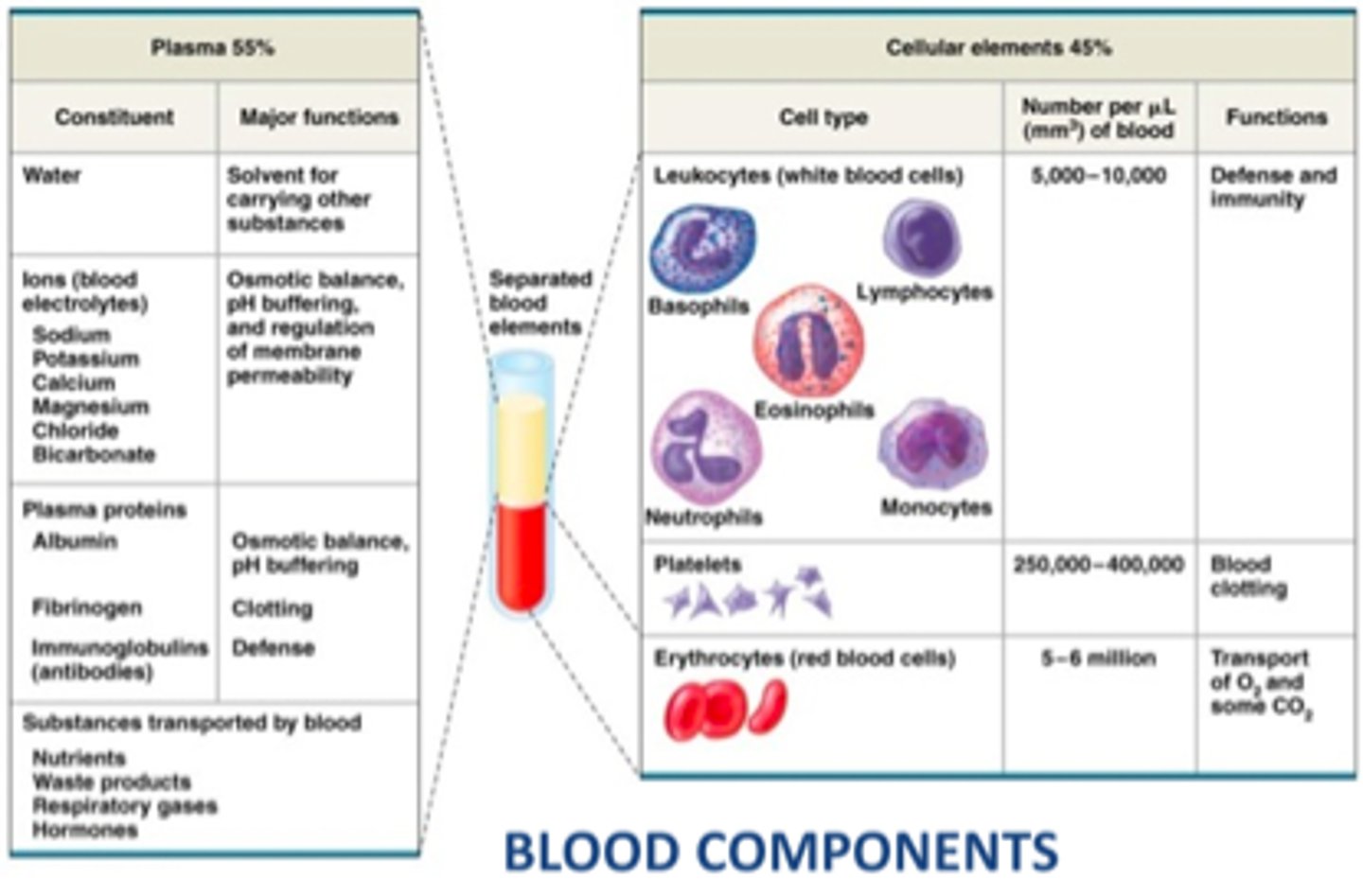 <p>- synthesized primarily in liver</p><p>- low if body protein is low (eg. malnutrition, starvation)</p><p>- includes: albumins, alpha-1 glycoprotein, fibrinogen, immunoglobulins (Ig), c-reactive proteins</p>