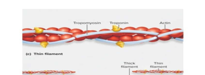 <ul><li><p>half as wide as thick filaments</p></li><li><p>made of intertwined strands of protein<strong> actin</strong></p></li><li><p>also contains <strong>tropomyosin</strong> and <strong>troponin</strong> proteins&nbsp;&nbsp;</p></li></ul><p></p>