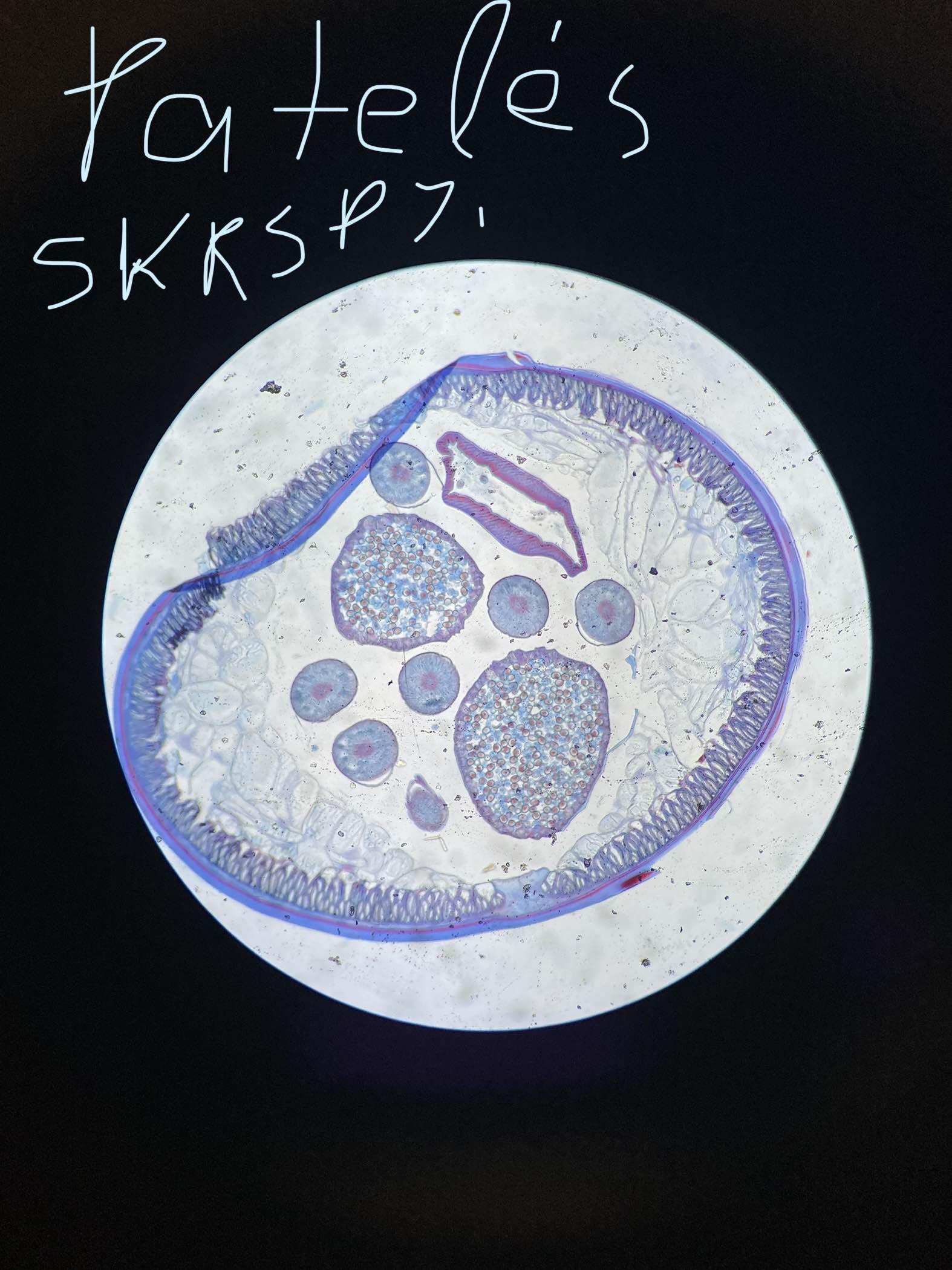knowt flashcard image