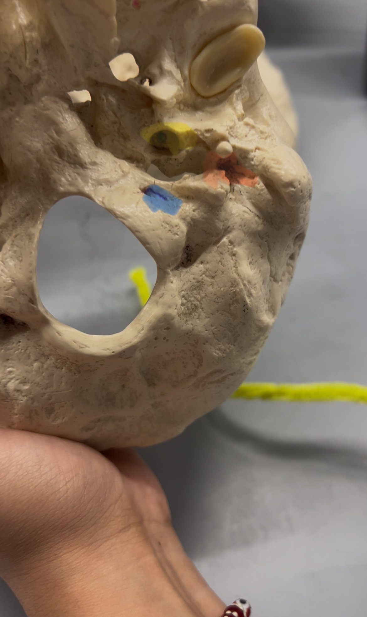 <p>What foramina is labeled by the blue, yellow, and orange spots? What bones are the located? Also, which if any cranial nerves pass through there?</p>