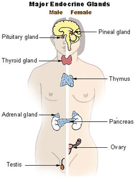 <p>The Pineal gland secretes melatonin; Melatonin starts to increase in the evening to increase drowsiness, and is the highest during nighttime. But it starts to decrease at dawn (nearing morning), preparing the body to wake up and be alert.<br><br> Melatonin is regulated by light detection in the retina, which helps to reset melatonin cycles daily.</p>