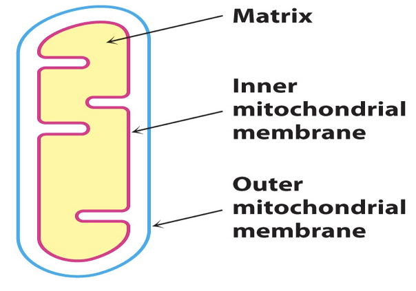 <p>Acyl CoA crosses outer mitochondrial membrane (OMM) via</p><p></p>