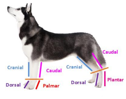 <p>Caudal aspect of the forelimb from the carpus down</p>
