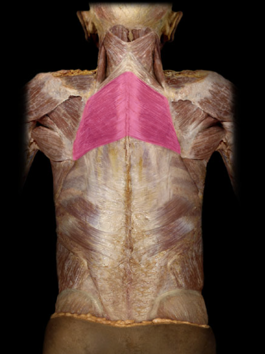 <p>Rhomboid major m. (action)</p>