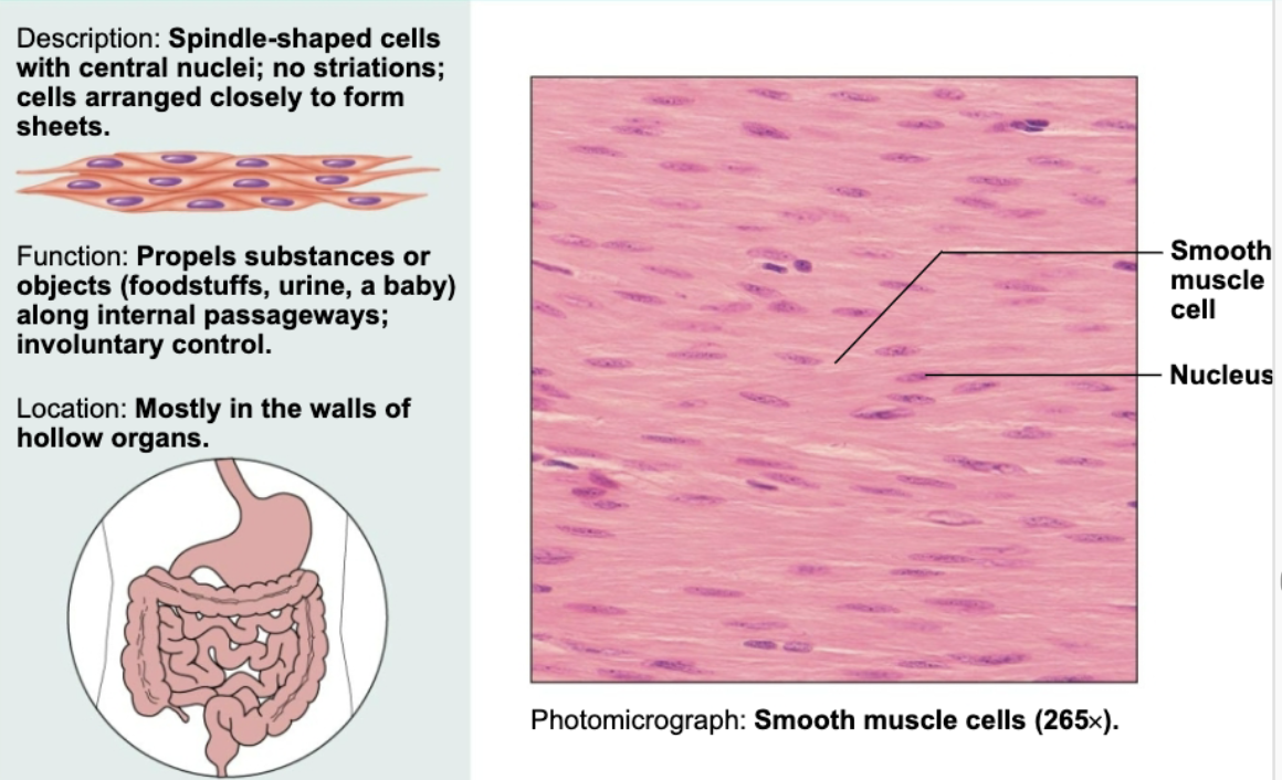 <p>Spindle-shaped cells with central nuclei; no striations; cells arranged closely to form sheet. Functions to propel substances or objects like foodstuffs, urine, or a baby along internal passageways </p>