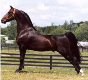 <p><span style="color: rgb(9, 8, 8);"><span>Origin: United States</span></span><span style="color: rgb(9, 8, 8);"><br></span><span style="color: rgb(9, 8, 8);"><span>Color: Bay, brown,</span></span><span style="color: rgb(9, 8, 8);"><br></span><span style="color: rgb(9, 8, 8);"><span>black, or chestnut</span></span><span style="color: rgb(9, 8, 8);"><br></span><span style="color: rgb(9, 8, 8);"><span>Body: 14.1-15.3 hands</span></span><span style="color: rgb(9, 8, 8);"><br></span><span style="color: rgb(9, 8, 8);"><span>Traits: Justin Morgan started the breed from one</span></span><span style="color: rgb(9, 8, 8);"><br></span><span style="color: rgb(9, 8, 8);"><span>foundation sire in 1789 in W. Springfield, MA</span></span><span style="color: rgb(9, 8, 8);"><br></span><span style="color: rgb(9, 8, 8);"><span>Purpose: Multi-purpose: show, harness racing,</span></span><span style="color: rgb(9, 8, 8);"><br></span><span style="color: rgb(9, 8, 8);"><span>pleasure/trail riding, and driving</span></span></p>