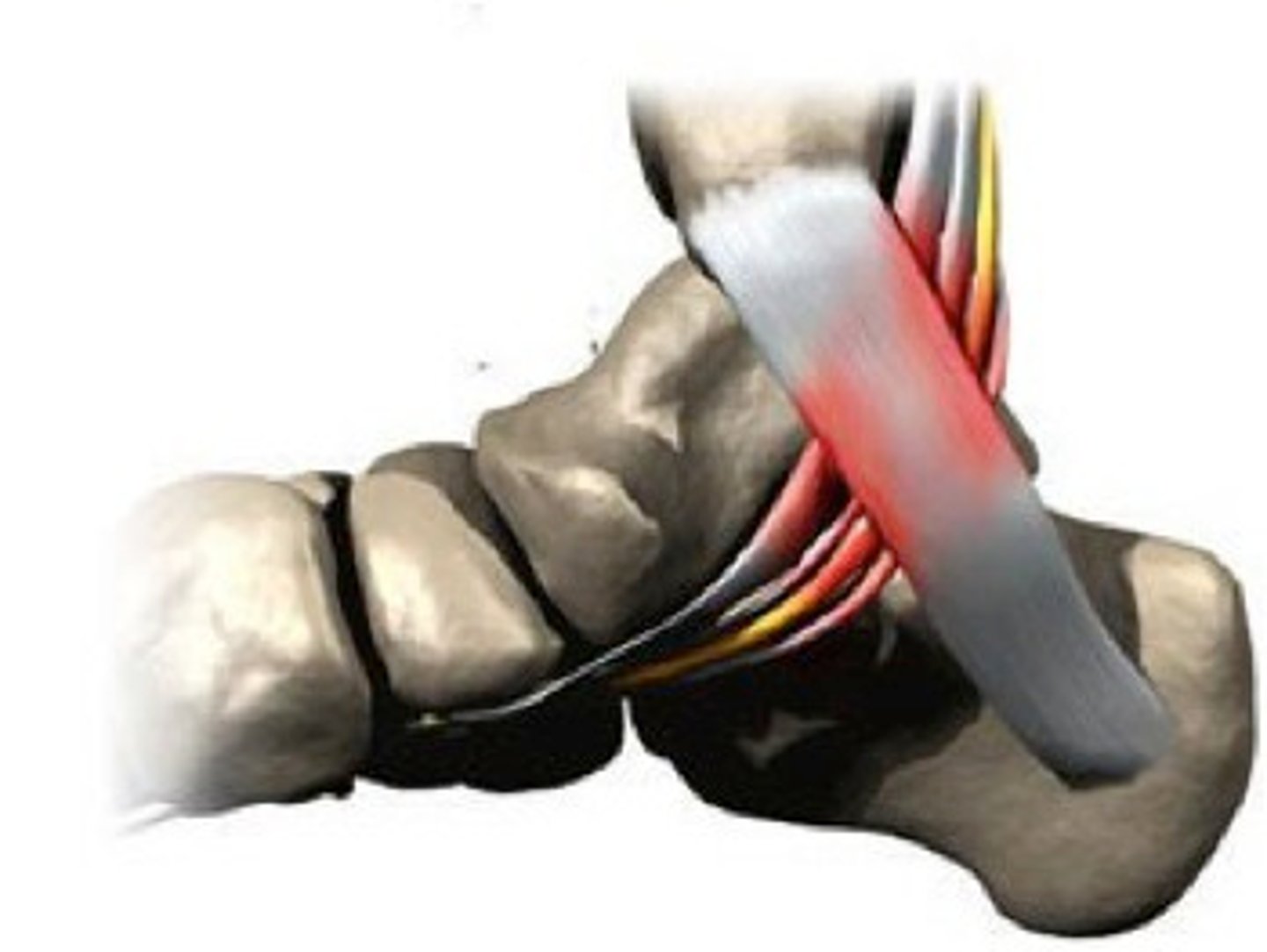 <p>Tom Dick And Harry</p><p>-Tibialis Posterior</p><p>-Flexor Digitorum Longus</p><p>-Posterior tibial artery</p><p>-Tibial nerve</p><p>-Flexor Hallucis Longus</p>