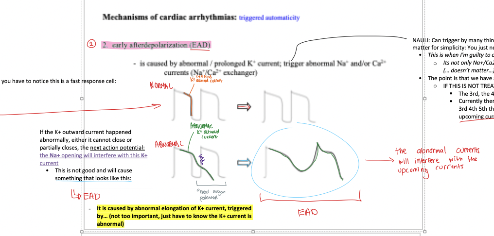 <p>If the K+ outward current happened abnormally, either it cannot close or partially closes, the <span><u>next action potential: the </u><strong><u>Na+</u></strong><u> opening will interfere with this </u><strong><u>K+</u></strong><u> current</u></span></p><img src="https://knowt-user-attachments.s3.amazonaws.com/6a218925-82bd-42eb-9005-8afd870eebe1.png" data-width="50%" data-align="center"><ul><li><p>==&gt; will result in abnormal AP = <strong>EAD</strong></p></li></ul><p></p><p>// <span>&nbsp;just have to know the K+ current is abnormal</span></p><p></p>
