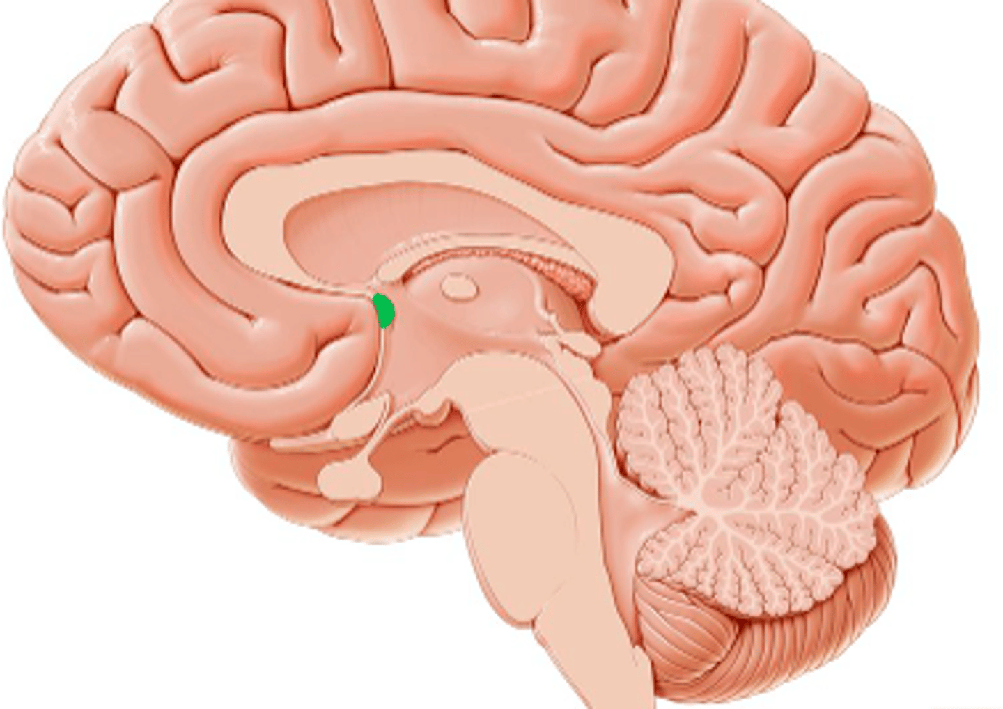 <p>small dot on the end of the fornix</p>