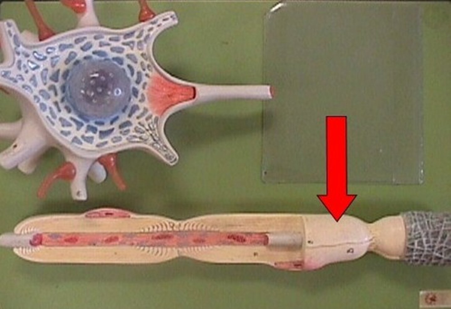 knowt flashcard image