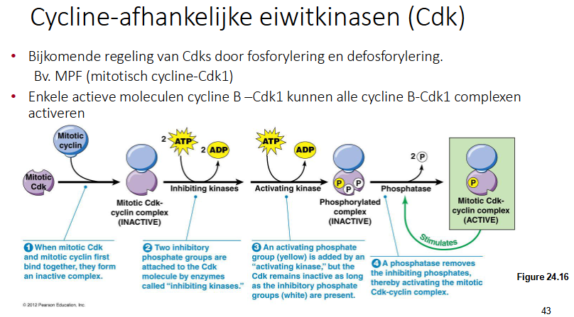 <p>Uitgelegd voor mitotisch cycline en CDK</p><ul><li><p>Mitotisch cycline bindt op mitotisch CDK en dit complex is nog steeds inactief.</p></li><li><p>CDK wordt gefoforyleerd door een inhiberend kinase. Het fosoforyleert CDK op 2 plaatsen.</p></li><li><p>3e fosforylering van mitotisch CDK door een activerend kinase (noodzakelijk om complex te activeren).</p></li><li><p>Wanneer de activerende fosfaatgroep gebonden is samen met de 2 inhiberende, is het complex nog steeds inactief.</p></li><li><p>Om het te activeren, zal een fosfatase de 2 inhiberende fosfaten verwijderen, dan pas hebben we een actief CDK. Dit verklaart ook de plotse stijging van de grafiek van daarnet.</p></li><li><p>Vanaf er enkele actieve mitotische CDK-cycline complexen zijn, zal het het fosfatase fosforyleren. Dit stimuleert het fosfatase waardoor het actiever is, hierdoor worden alle moleculen finaal gedefosforyleerd.</p></li><li><p>Positieve feedback loop</p></li></ul><p></p>
