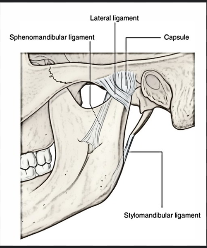 <p>Lateral ligament</p>