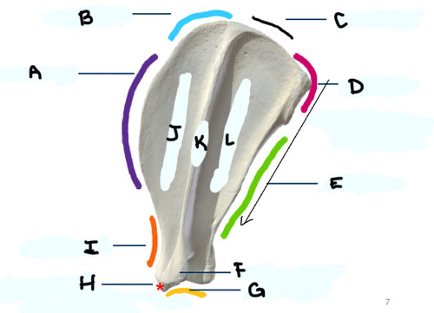 <p>Looking at the lateral surface of the scapula, name A to L respectively</p>