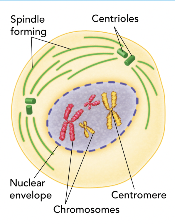 In onion cells, this kind of looks like salami 