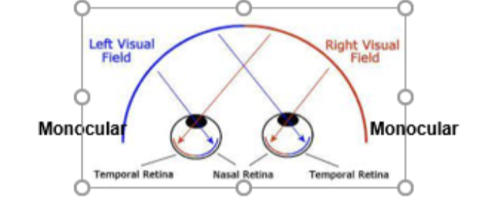 <p><span style="background-color: transparent; font-family: &quot;Times New Roman&quot;, serif;">The brain uses a cross-over system so that the left half of the brain perceives (and controls, in this case of the motor system) the right side of the body. Because both eyes see both hemifields, this needs to be sorted out by the selective crossover of fibers (ex. Vision in the periphery of the visual field is monocular on that same side, i.e. you can see the right peripheral part of the visual field only with your right eye, therefore, it HAS to cross over to the other side of the brain). The crossing takes place at the optic chiasm. Each retina has its <strong>temporal side</strong> (towards the temporal bone) and its <strong>nasal side</strong> (towards the nose).</span></p>