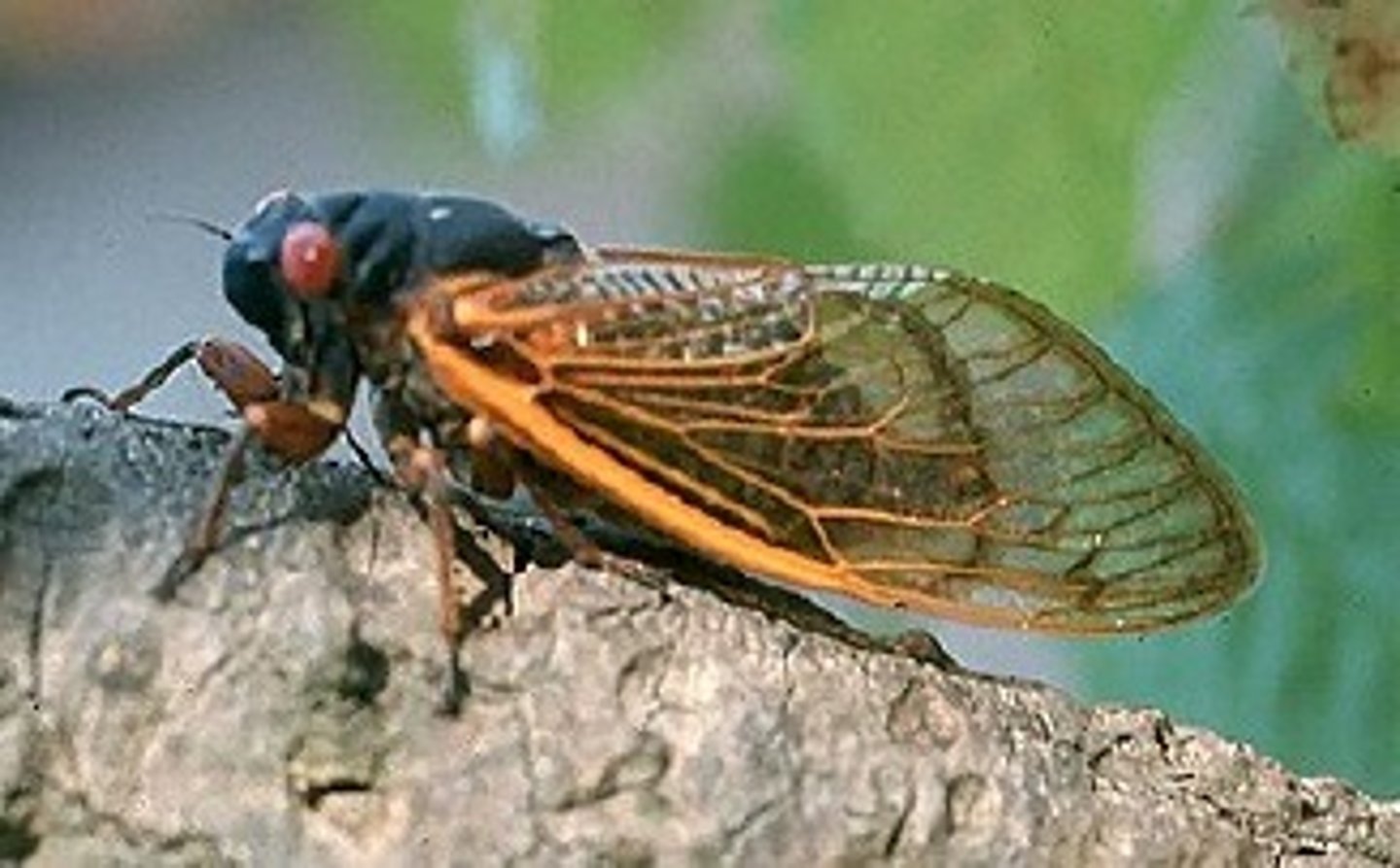 <p>Construct a dichotomous key (next page) for the following six insects using their family names</p>