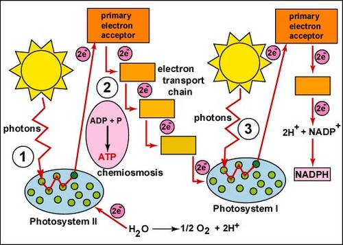 Noncyclic photophosphorylation