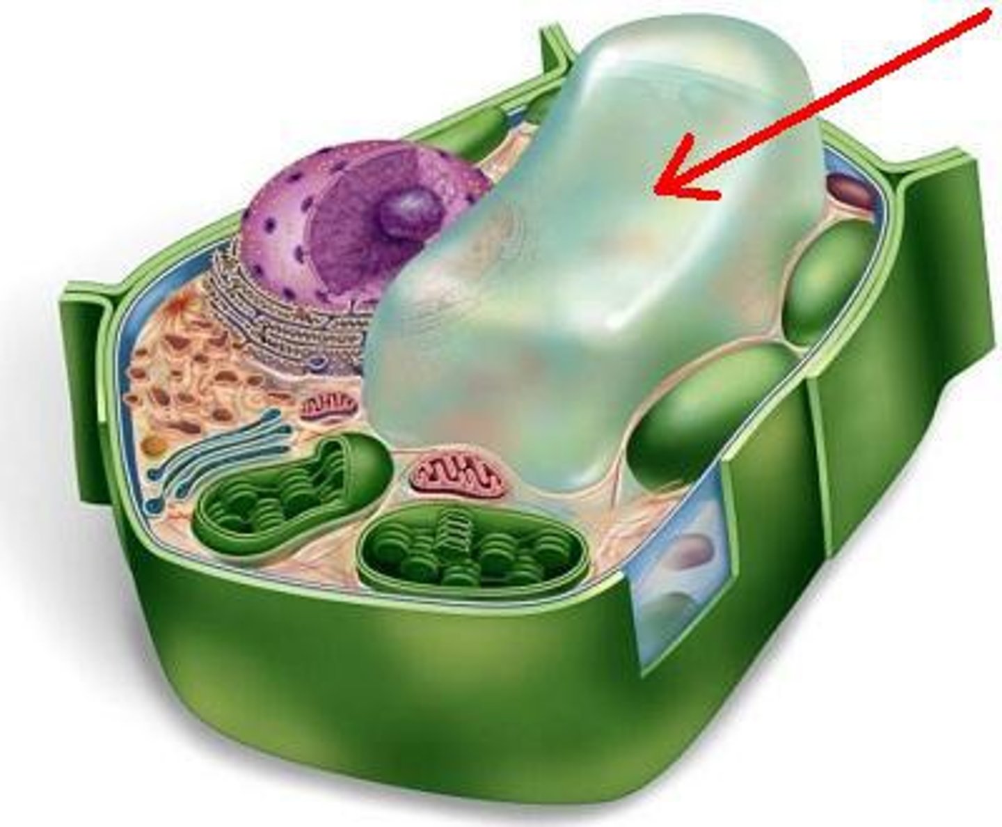 <p>Stores water and other materials in plant cells. It helps the cell to maintain its structure.</p>
