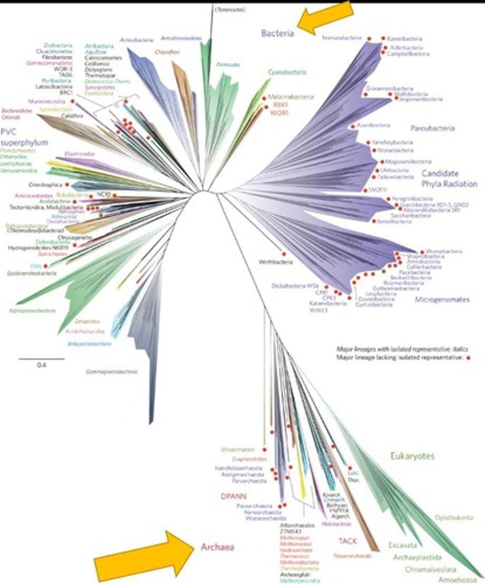 <p>The oldest and most abundant form of life on Earth, existing for over 3.8 billion years.</p>