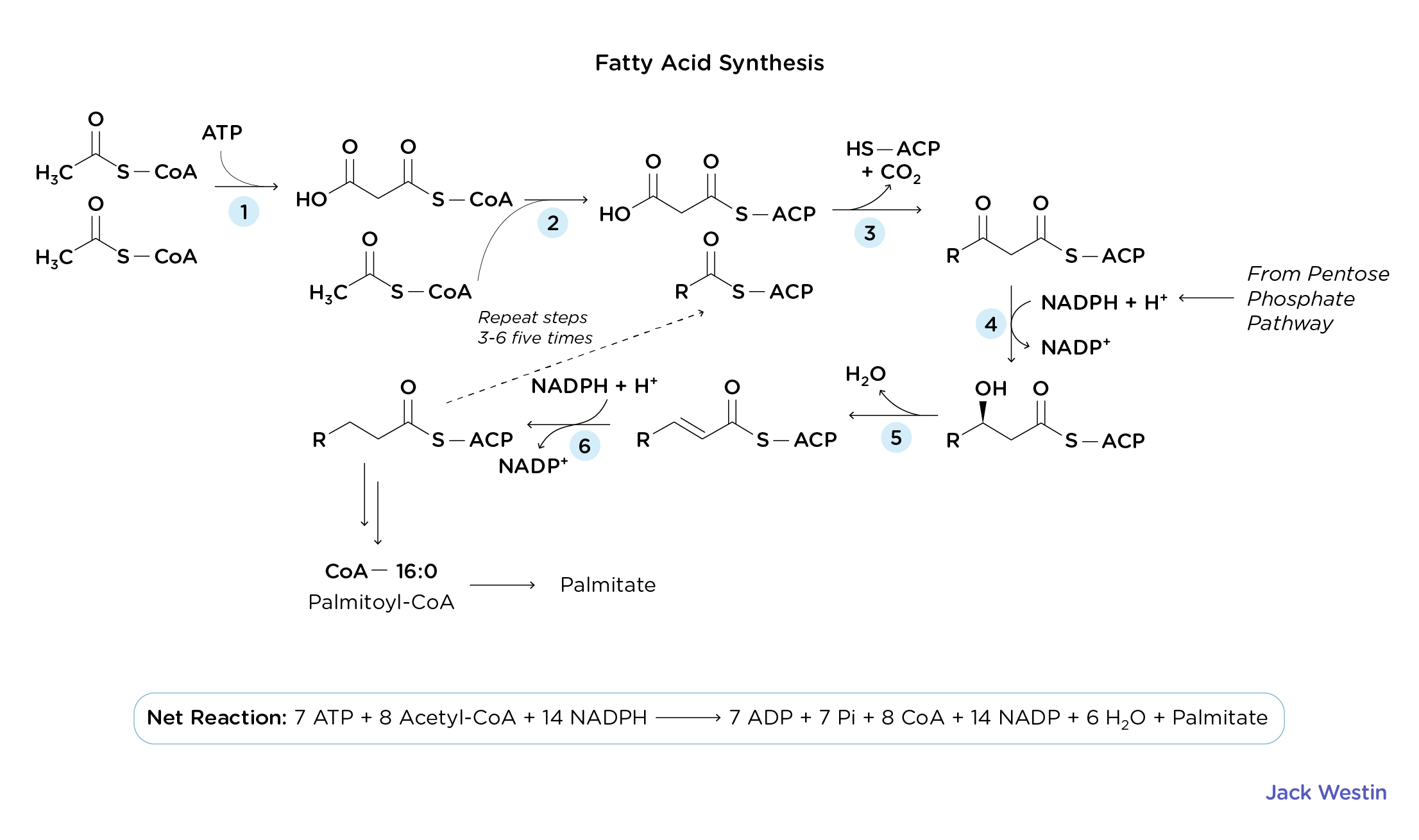 <p>Metabolic process that occurs in the cytosol resulting in the conversion of acetyl-CoA to fatty acids<br><br>A decrease in fatty acid synthase activity is likely to INCREASE levels of cytosoilic acetyl-CoA</p><p></p><p><strong><u>De Novo Lipogenesis (</u><em>Fatty Acid Synthesis)</em></strong></p><ul><li><p>Process by which fatty acids are built from scratch in the cytoplasm of fat cells (adipocytes) or liver cells (hepatocytes)</p></li><li><p>16-carbon fatty acids (Palmitate) are produced from the condensation of acetyl-CoA precursor molecues</p></li><li><p>The process is anabolic and requires NRG and reducing power to facilitate the condensation</p></li><li><p>This reducing power comes from the reducing agent NADPH</p></li></ul><p></p><p><strong><u>Acetylation Regulates DNA Structure</u></strong></p><ul><li><p>DNA interacts with histones due to the attraction between the negatively charged DNA backbone and hte positively charged resiudes on histones</p></li><li><p>The positively charged histone residues can be acetylated by histone acetyltransferase enzymes which reduces the attraction between histones and DNA thus REDUCING the coiling and packing of DNA around histones </p></li></ul><ul><li><p>Euchromatin has acetylated lysines which facilitates increased gene expression as they are loosely packed</p></li><li><p>Heterochromatin has deacetylated lysines which encourages strong packing between DNA nad histones thus DECREASING gene expression</p></li></ul><p></p>