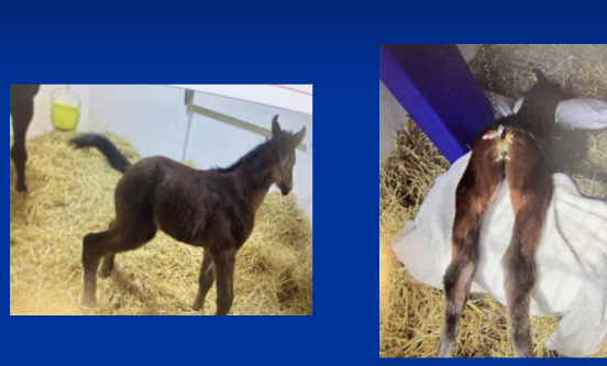 <p><span style="background-color: transparent;">Simple Obstructions of Small Colon & Rectum</span></p>