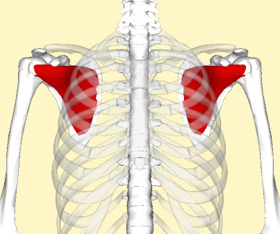 <p>Subscapularis</p>