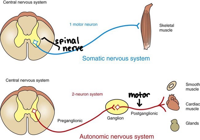 <p>somatic</p><ul><li><p>one neurone</p></li><li><p>no ganglion</p></li><li><p>from CNS to skeletal muscle/effector</p></li></ul><p></p><p>autonomic</p><ul><li><p>two neurones (preganglionic and motor/postganglionic)</p></li><li><p>ganglion</p></li><li><p>from CNS to smooth muscle/effector</p></li></ul><p></p>